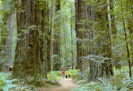 redwoods