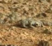 mars-lizard