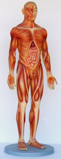 human-anatomy-male-4-post