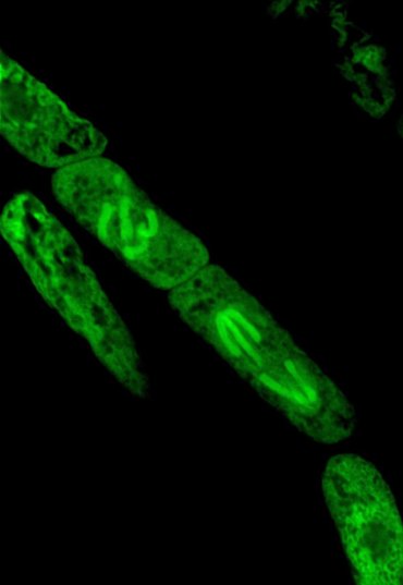 6-Biophotonics-the-Science-behind-Energy-Healing-Cell-Mitosis