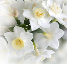 white-flowers-4-post