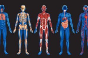 human-body-systems