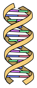 dna