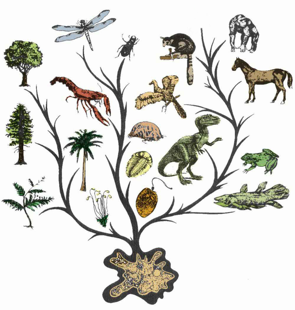 evolution of animals