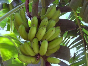 ripening bananas on tree