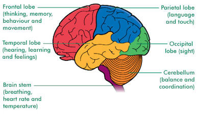 cerebrum-diagram-4-post