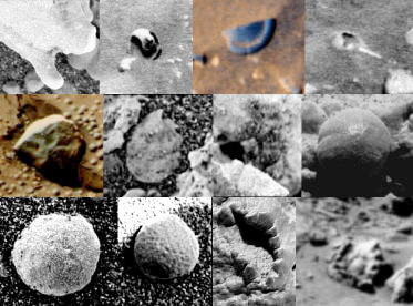 Fossils On Mars