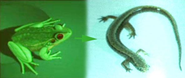 frog-salamander-4-post