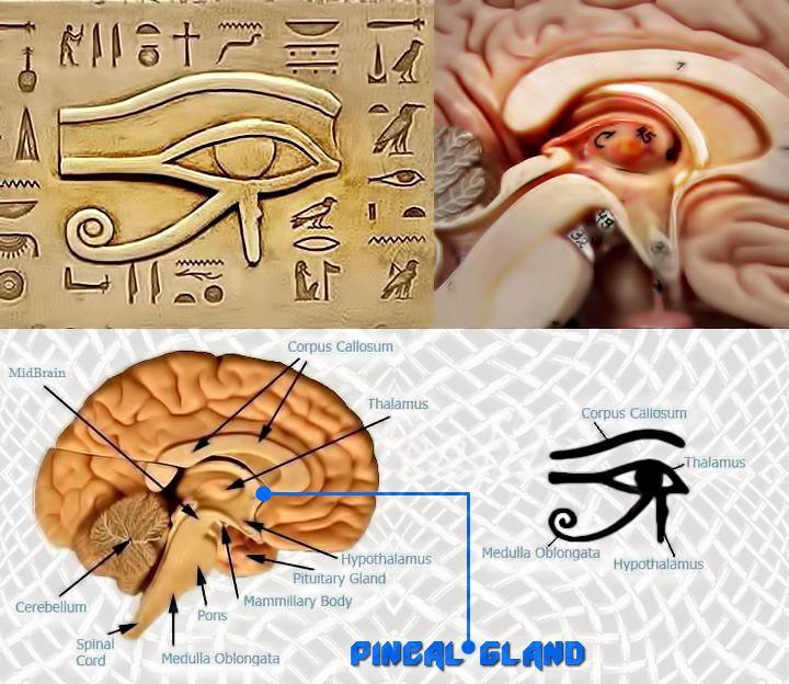 pineal-gland two