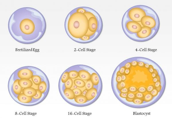 3 cell patterns