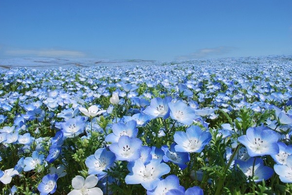 blue and white flowers