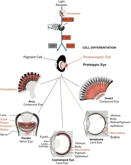 general evolution of the eye