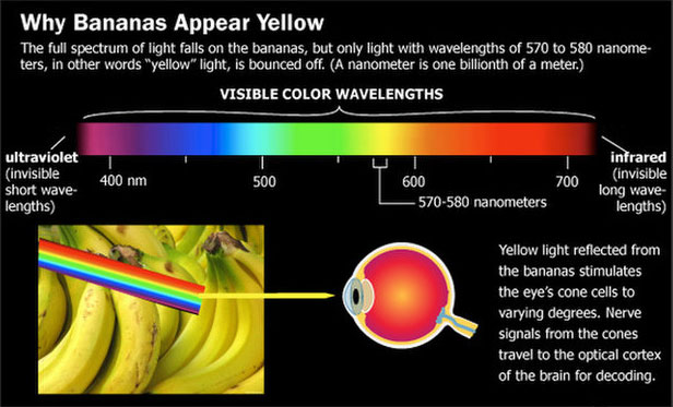 how-we-see-color-diagram-4-post