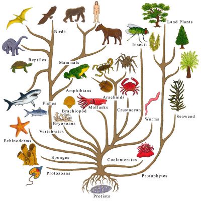 evolutionary_tree_of_life