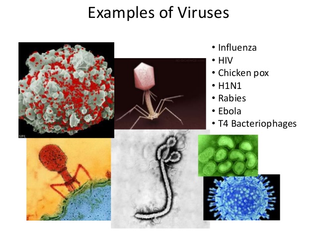 examples of viruses