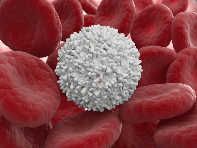 leukocytes in bloodstream