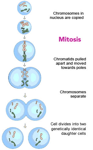 mitosis-diagram-4-post