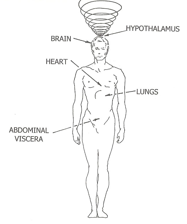 ICCC_graphic_figure-of-man-showing-hypothalamus-2-post