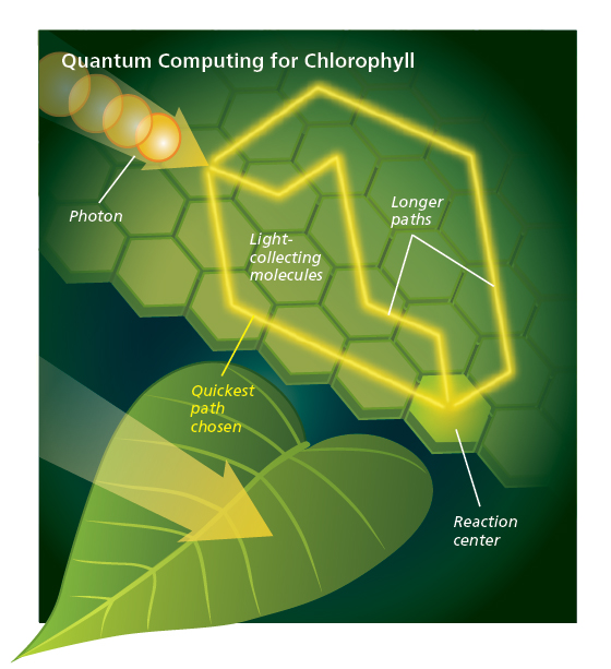 chlorophyll-quantum computing