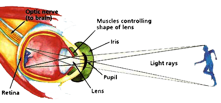 how-the-eye-sees-diagram-4-post