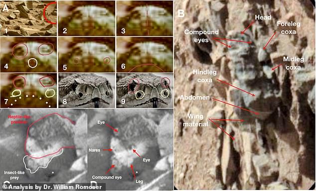 insects on Mars 2