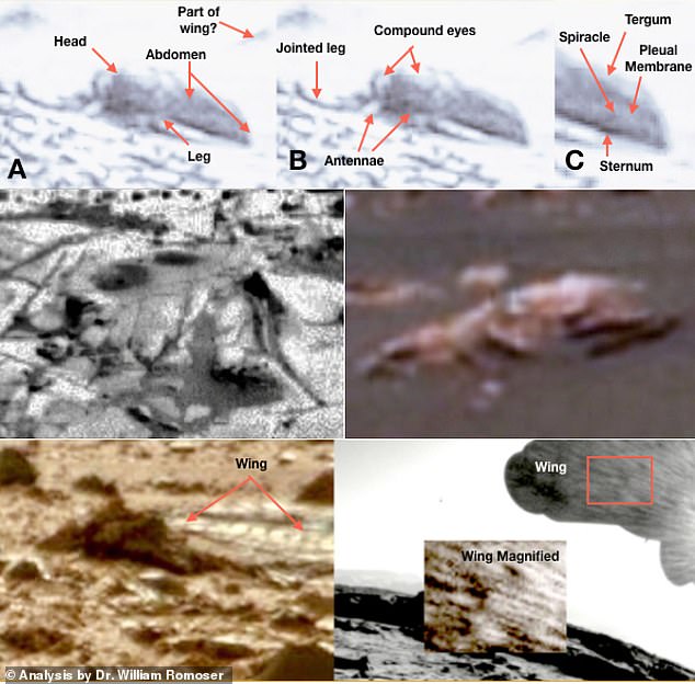 insects on Mars 5