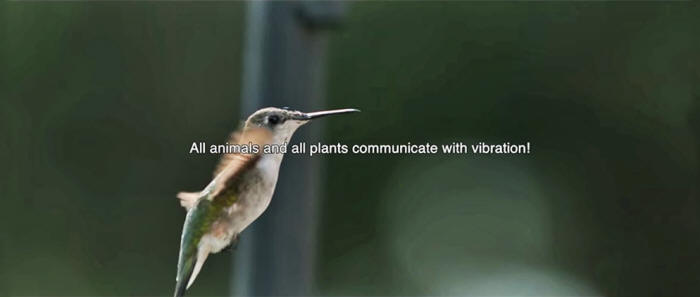 1-animals and plants communicate by vibration