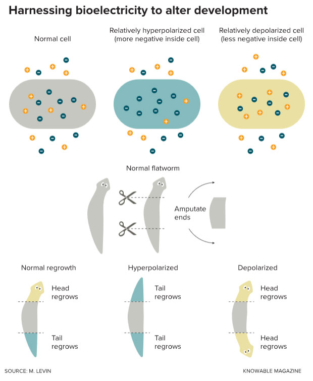 Harnessing-bioelectricity-Infographic-22