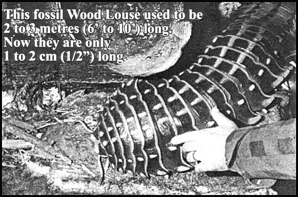 wood-louse