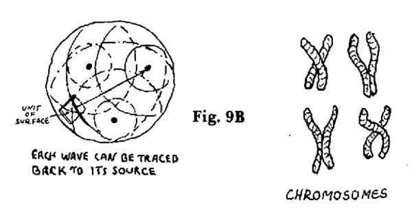 10-Fig-9B-Chromosomes