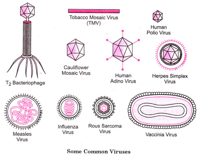 Common-Viruses-Graph