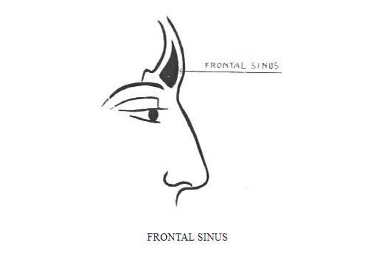 Frontal-Sinus