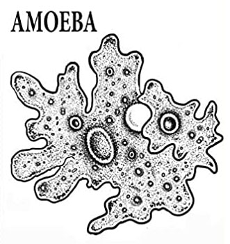 amoeba-2-post