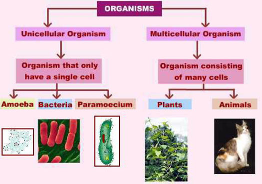 uni-cellular-vs-multi-cellular-2-post