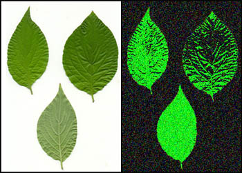 leaf experiment