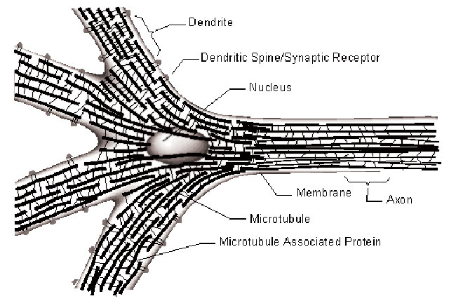microtubules-diagram