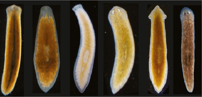 Flatworms