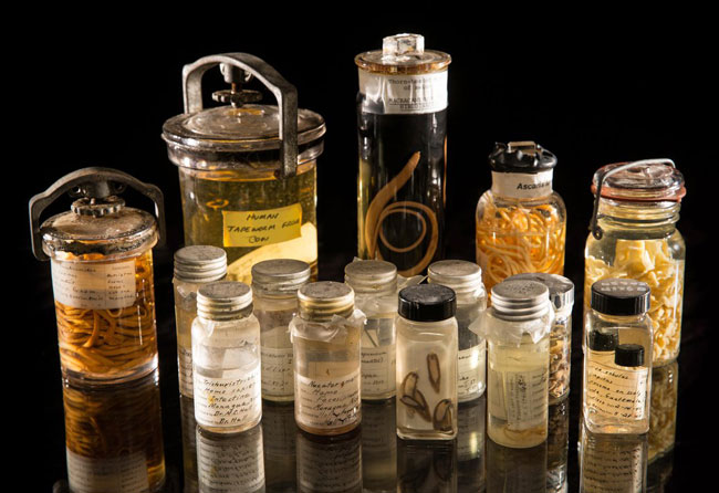 Vials-of-parasites