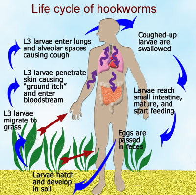 life-cycle-of-a-hookworm
