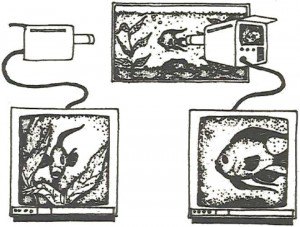 bohms-experiment