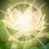 lotus-radiating-featured