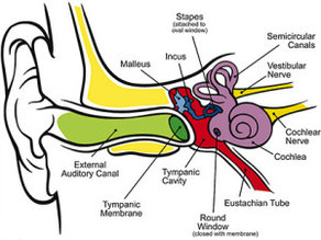 How-we-hear