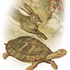 the-hare-and-the-tortoise-featured-1