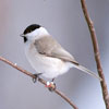 sparrow-featured-1