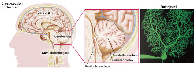 brain - purkinje cells