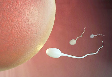 Sperm-Meets-Egg
