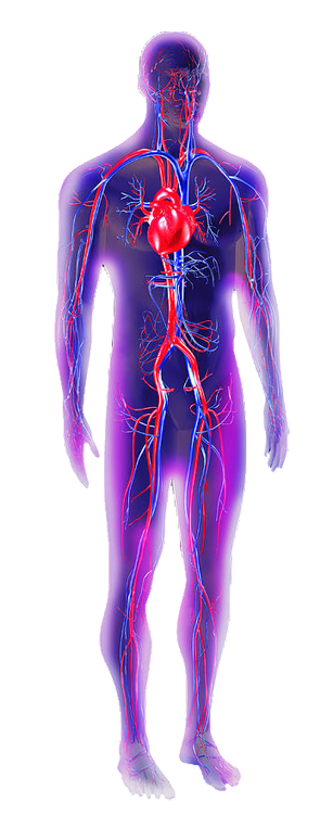 circulatory-system-2
